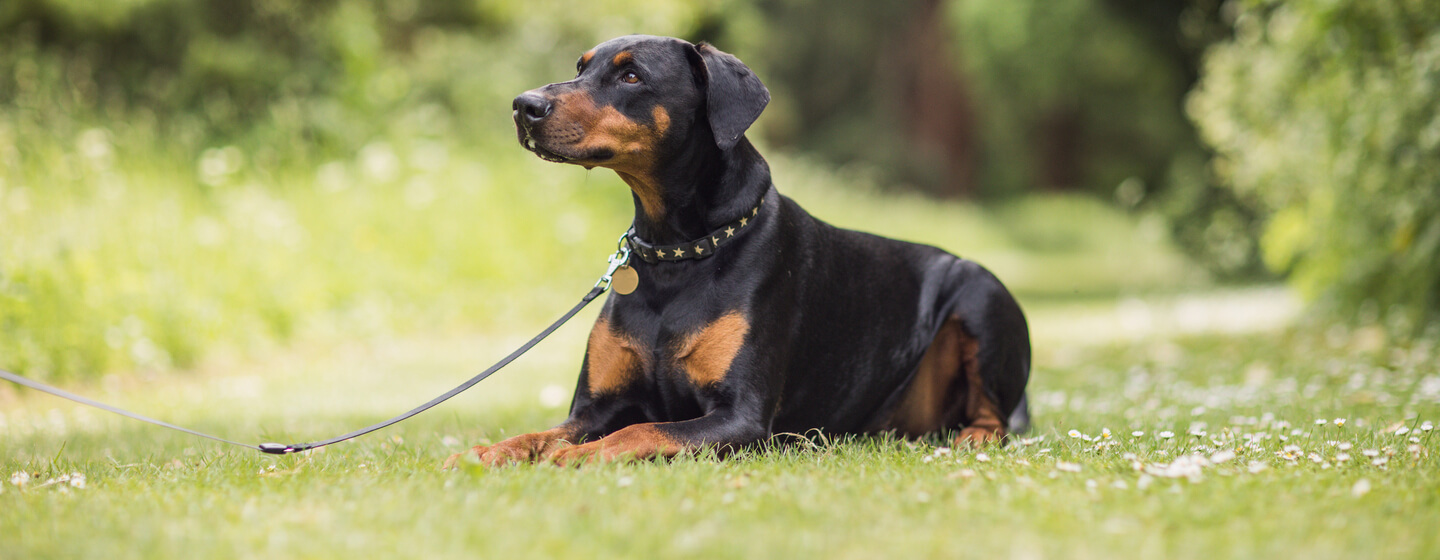 Black And Brown Dogs With Pointy Ears